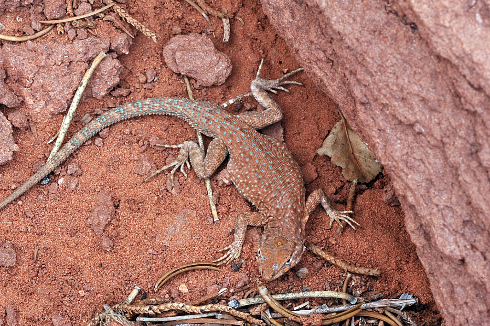 Side Blotched Lizard 19